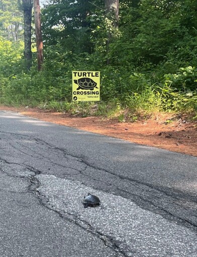 Picture of a turtle crossing a road in front of a Turtle Crossing sign