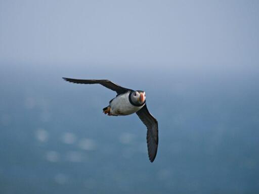 Atlantic puffin flying toward the viewer, soft blue background