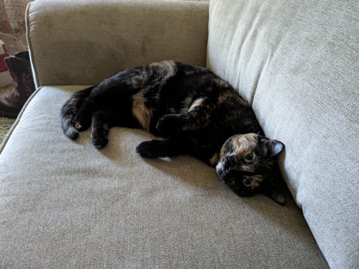 tortie cat laying on couch 