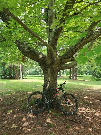 Trek hardtail leaning against a tree