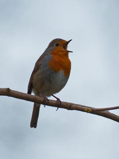 A European robin perched on a branch, beak open to vocalize